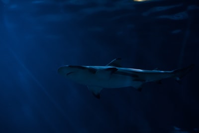 水中的灰鲨